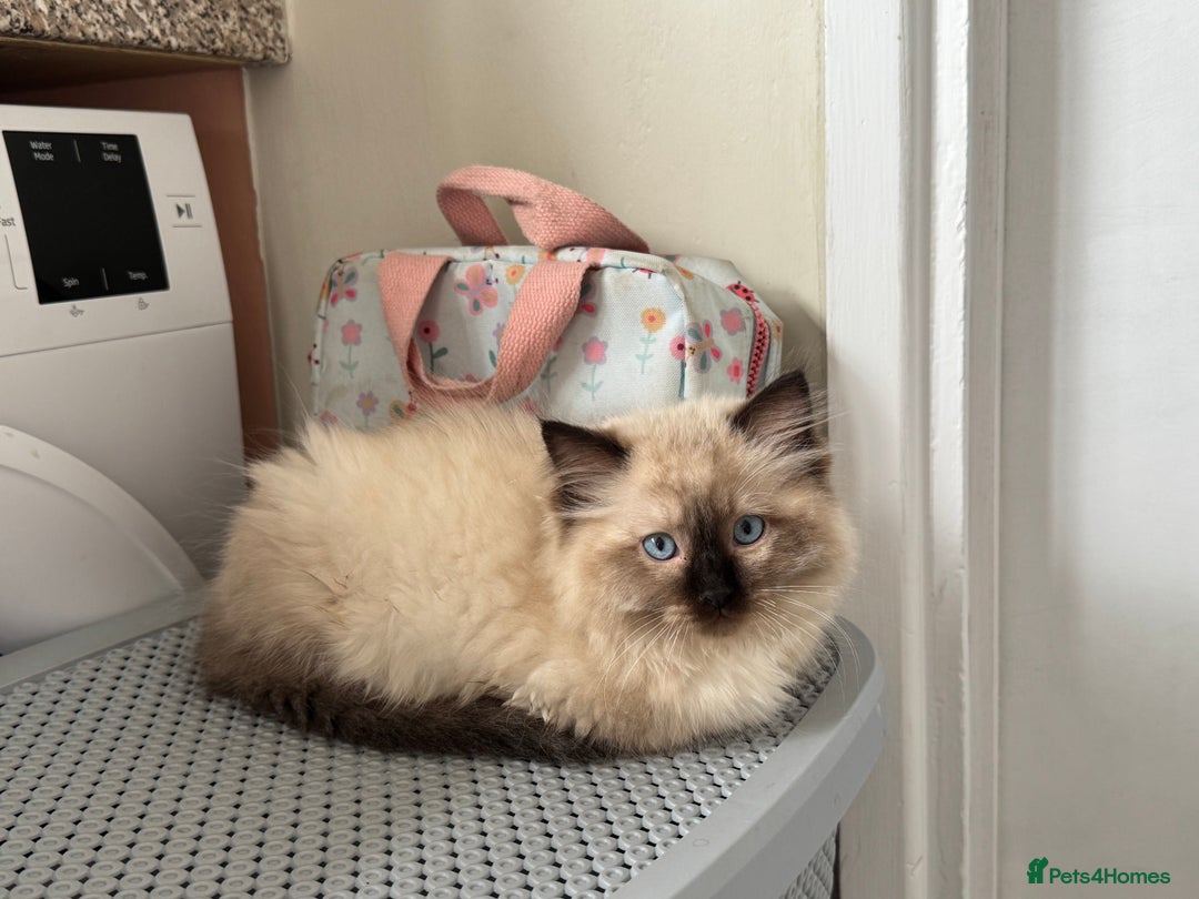 Ragdoll cats for sale: Beautiful seal point male - Image 9