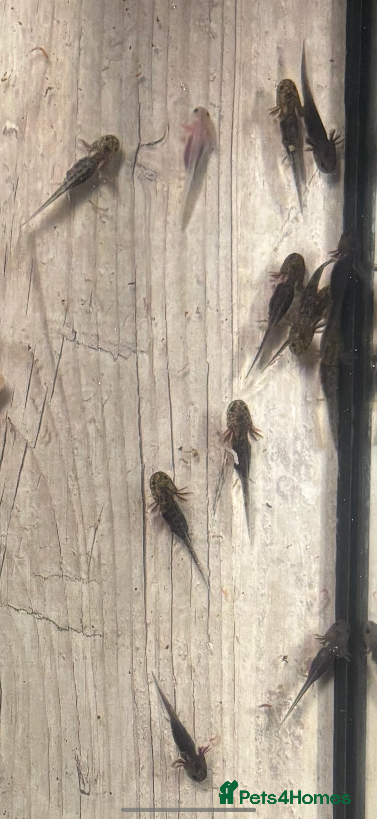 Axolotl reptiles Baby axolotls for sale - Advert 1