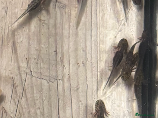 Axolotl reptiles Baby axolotls for sale - Advert 1