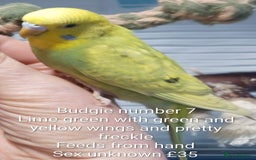 Budgerigars birds for sale: Superb home bred beautifully coloured baby budgies - Image 16