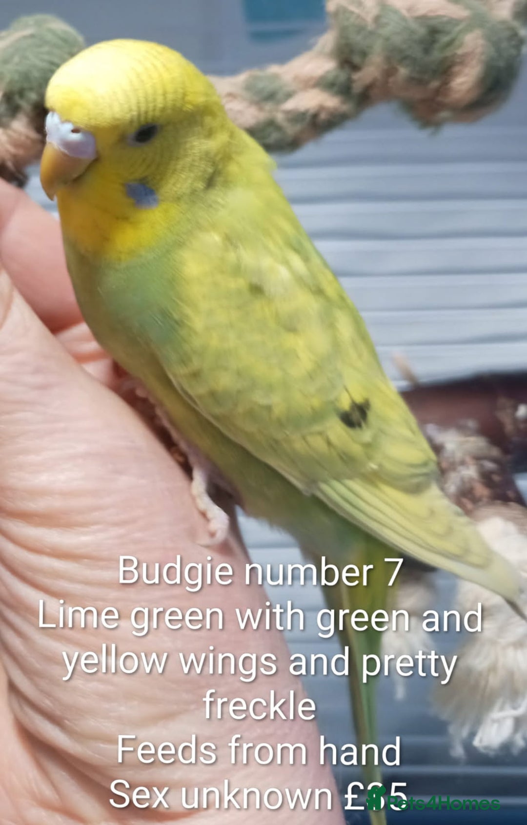 Budgerigars birds for sale: Superb home bred beautifully coloured baby budgies - Image 16