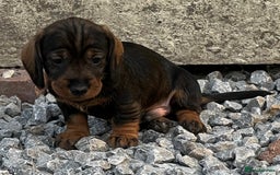 Dachshund dogs for sale: Wire Haired Teckels - Image 11