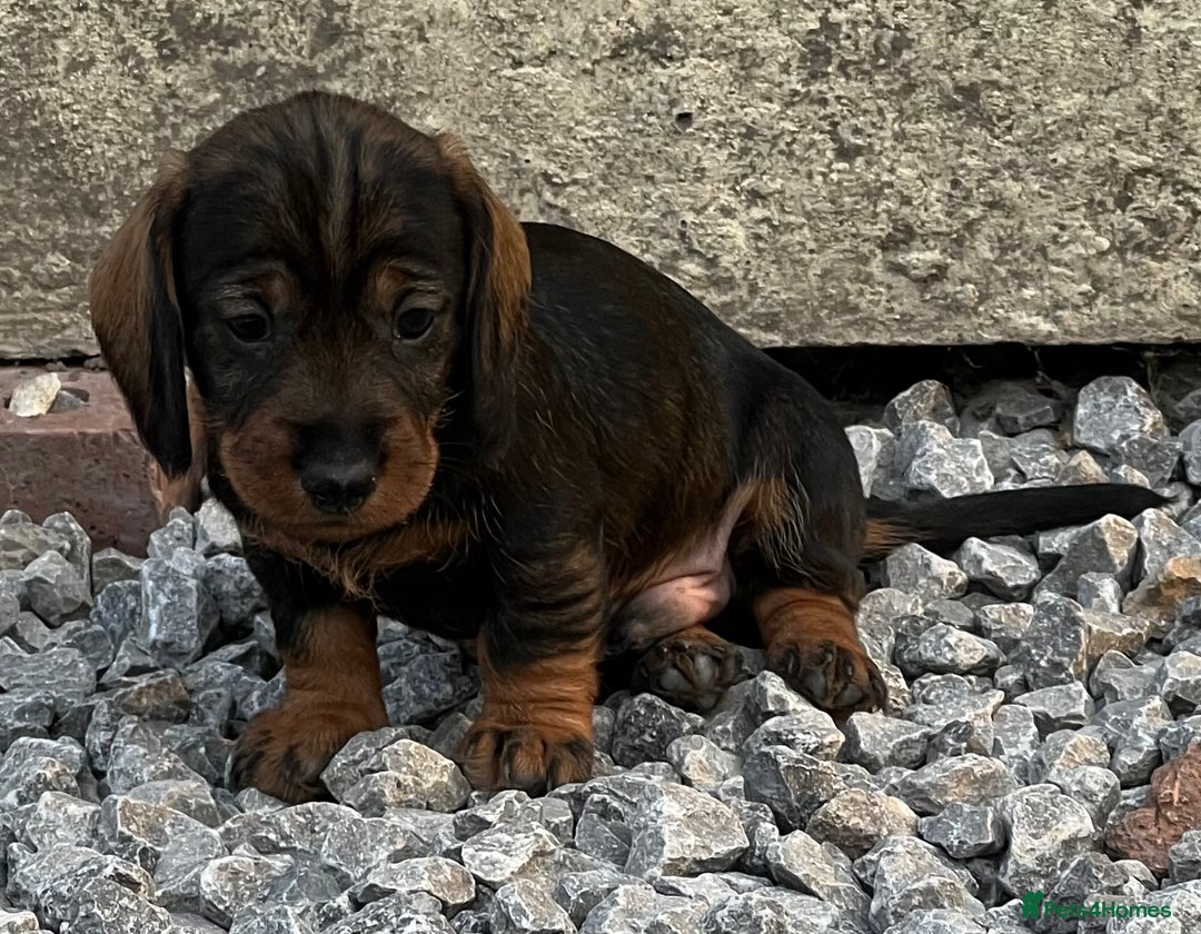 Dachshund dogs for sale: Wire Haired Teckels - Image 11