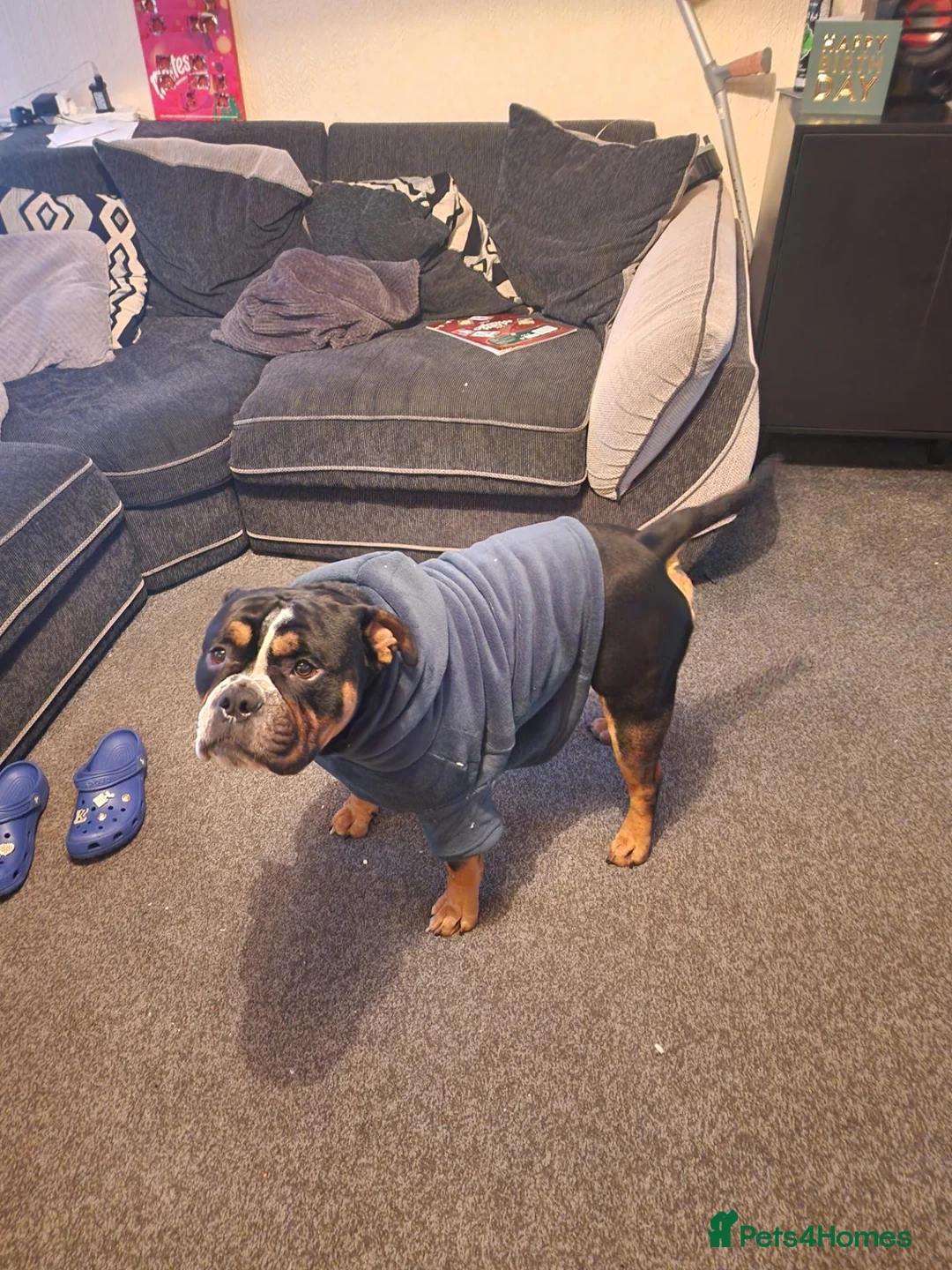 Mixed Breed dogs for sale: 3 year old bulldog mix in Holmfirth - Advert 6