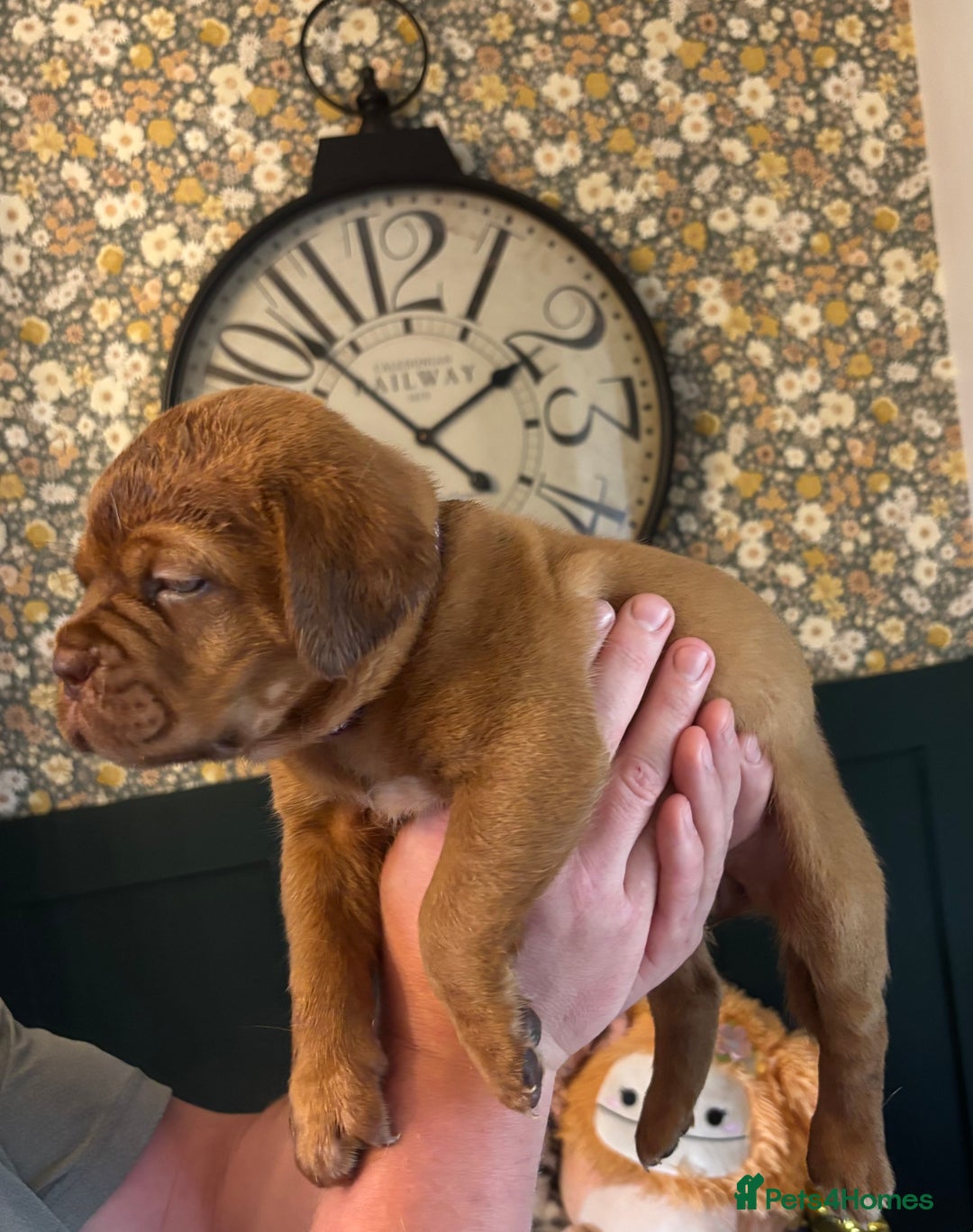 Dogue De Bordeaux dogs for sale: 6 stunning chunky Douge de Bordeux pups - Image 14