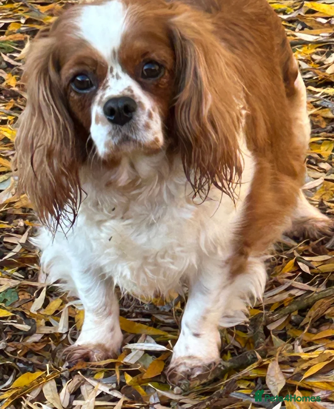 Cavapoo dogs for sale: Beautiful Cavapoo pups - Advert 10