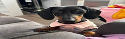 Miniature Dachshund dogs for sale: Miniature Dashshund looking for new home  in Scarborough - Advert 7