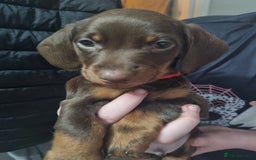 Miniature Dachshund dogs for sale: 6 beautiful miniature Dachshund 7 weeks old - Image 3