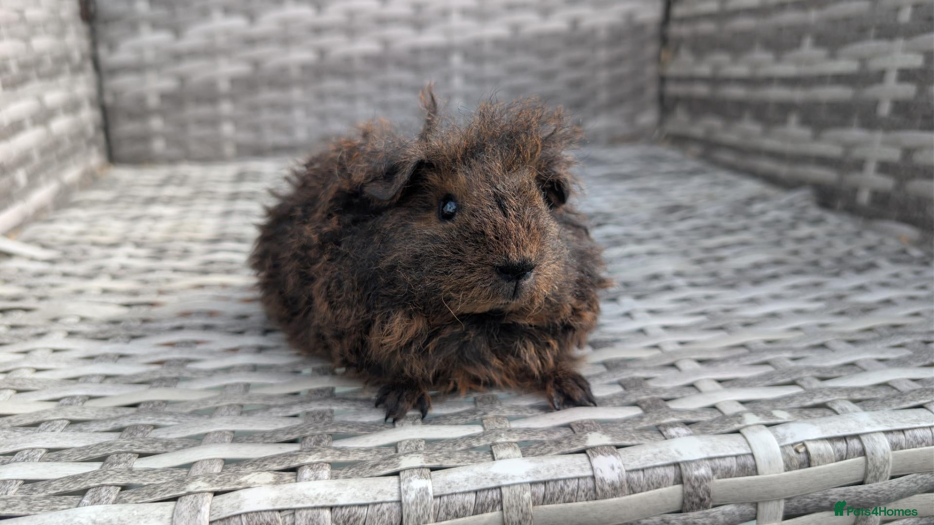 Guinea Pig rodents Texel baby guinea pig  - Advert 1