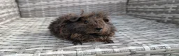 Guinea Pig rodents for sale: Texel baby guinea pig  - Advert 1