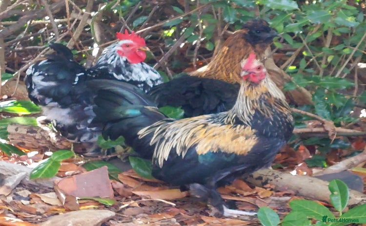 Hens poultry - Advert 15