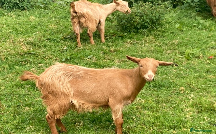 Goats livestock - Advert 1