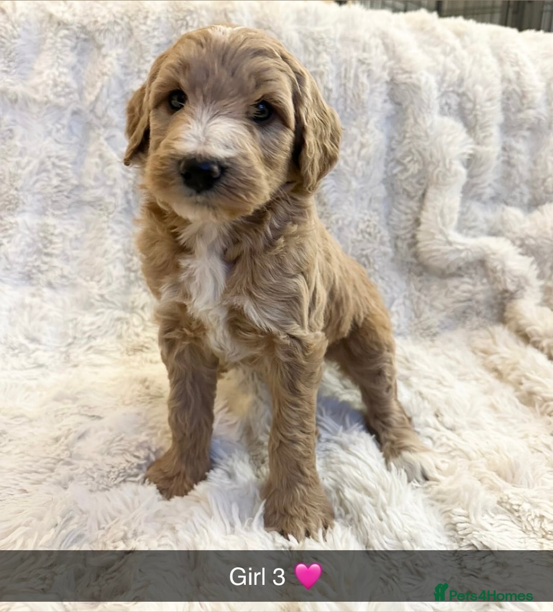 Goldendoodle dogs for sale: Beautiful golden doodles  - Advert 31