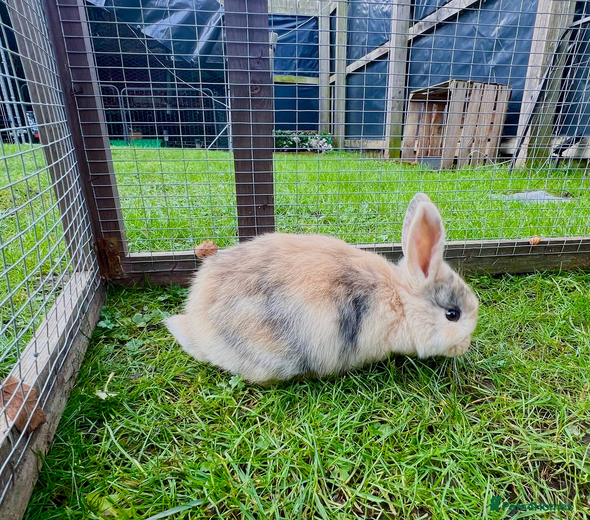 Mini Lop rabbits Stunning Mini Lops - Advert 1