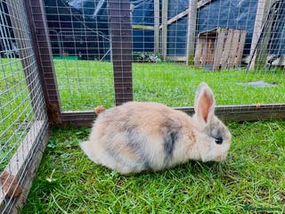 Mini Lop rabbits Stunning Mini Lops - Advert 1
