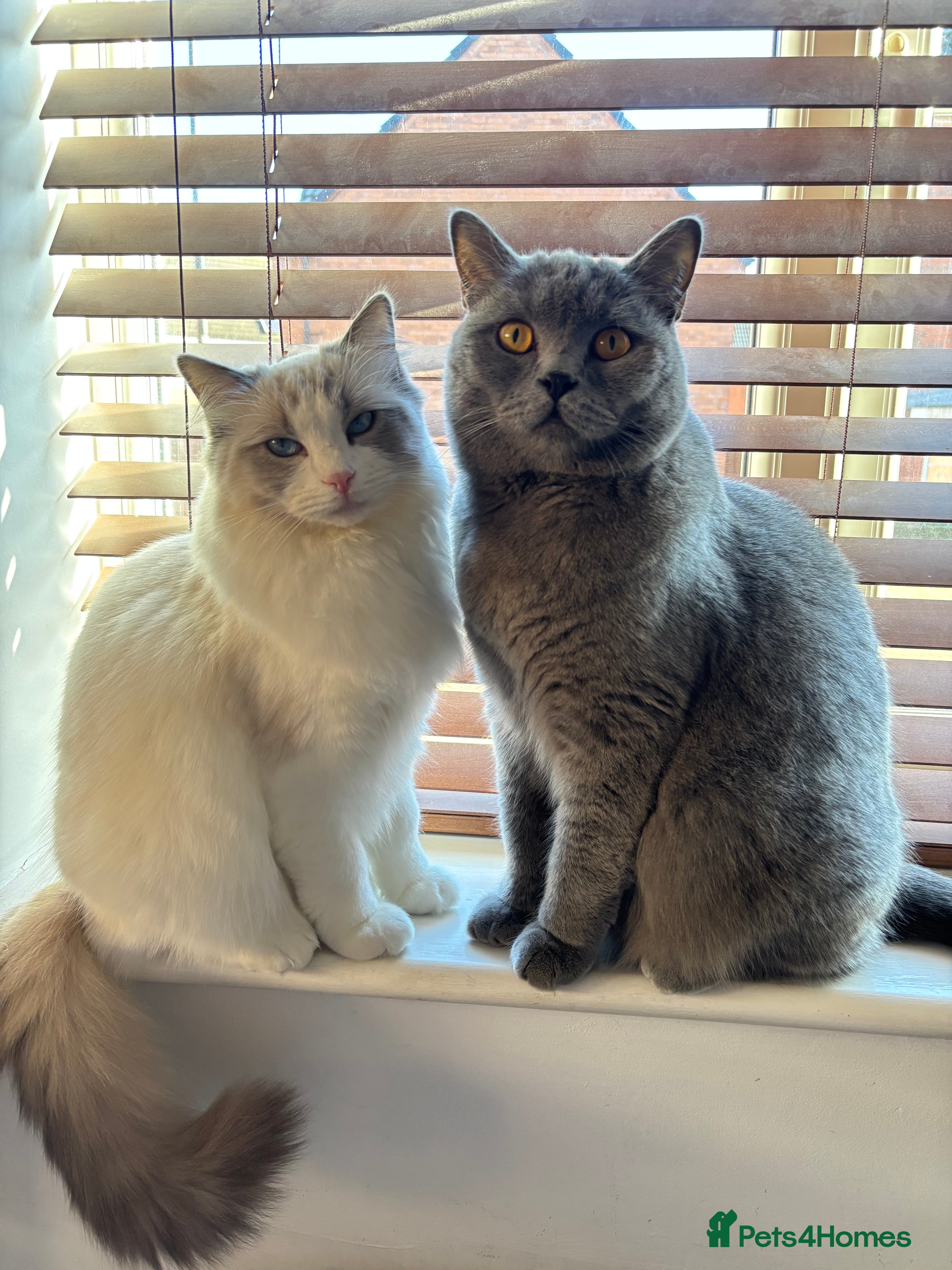 Ragdoll cats Two boys for sale.  - Advert 1