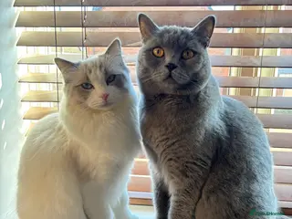 Ragdoll cats Two boys for sale. - Advert 1