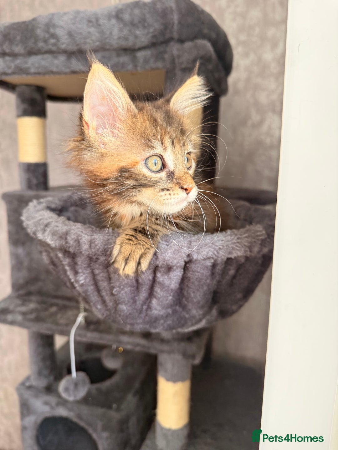 Maine Coon cats for sale: 🐾 2 MAINE COON KITTENS LOOKING FOR LOVING HOME 🐾 - Advert 12