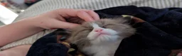 Ragdoll cats for sale: Ragdoll kittens- 1 boy 1 girl available  in Preston - Advert 8