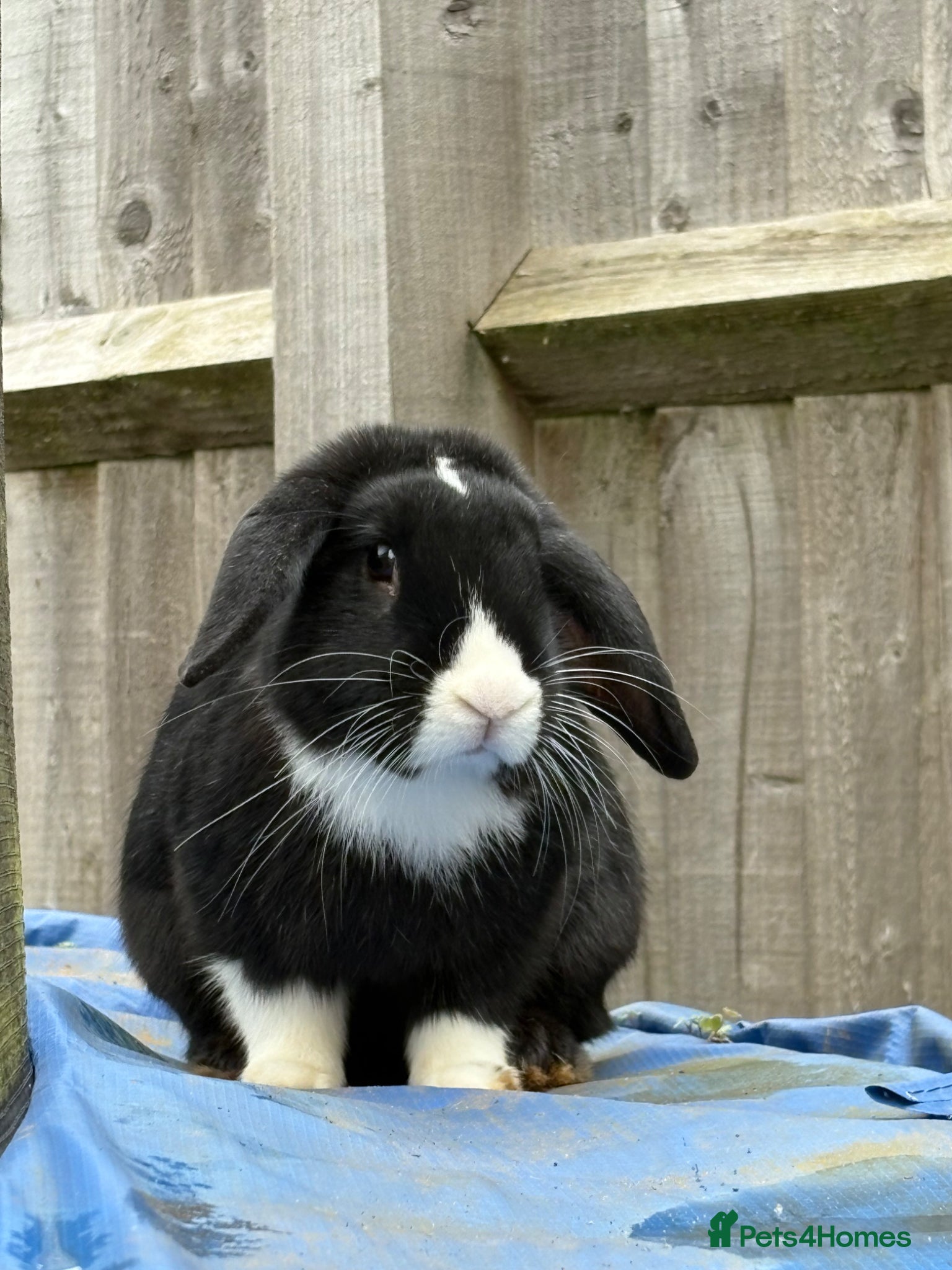 Mixed Breed rabbits Rabbit for sale PLEASE READ AD.  - Advert 2