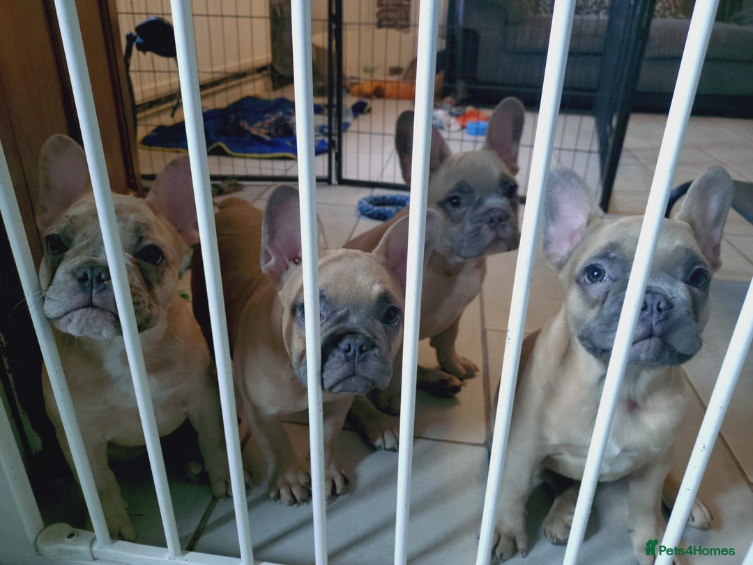 French Bulldog dogs for sale: Full vaccination only 2 available french bulldog in Hayes - Image 2