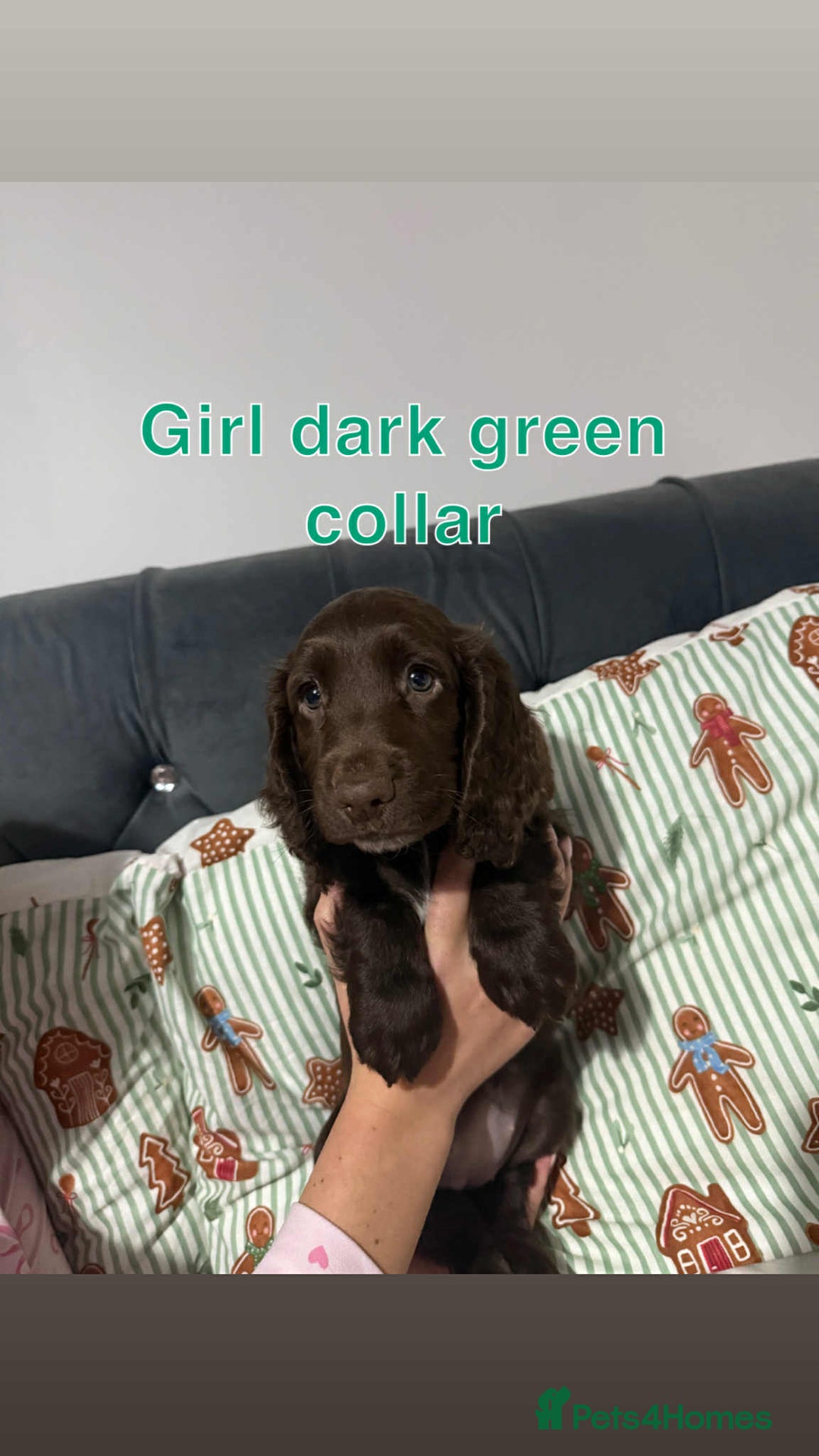 Cocker Spaniel dogs for sale: Cocker spaniel puppies  - Advert 3