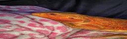 Mixed Breed reptiles for sale: Different reptiles for sale - Advert 15