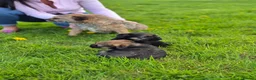 Border Terrier dogs for sale: Excellent border terrier dog pup - Advert 7
