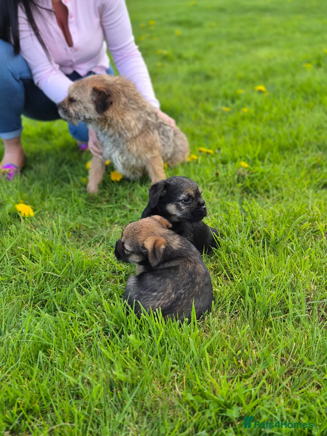 Border Terrier dogs for sale: Excellent border terrier dog pup - Advert 7