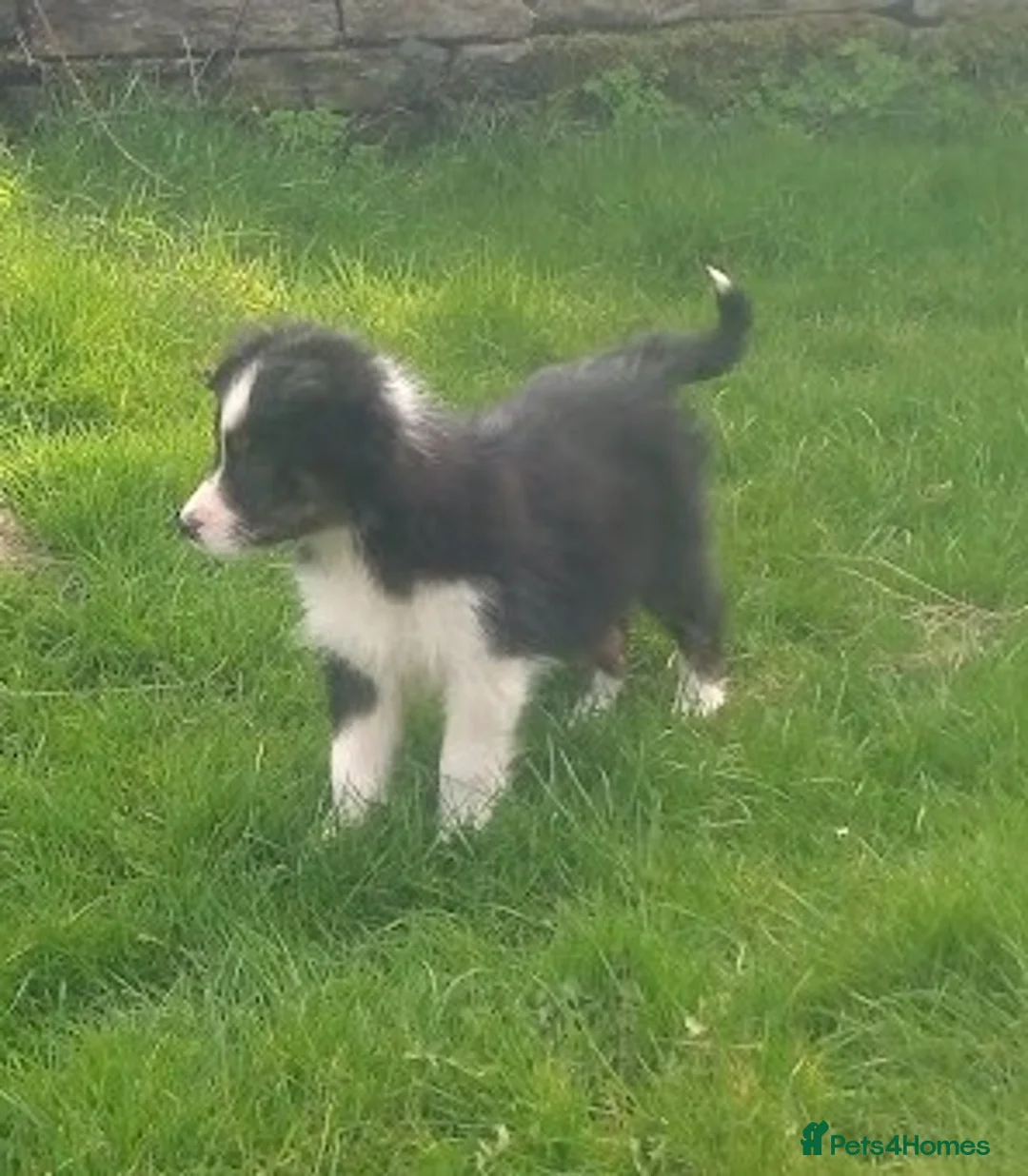 Border Collie dogs for sale: Gorgeous Border Collie Puppies - Ready Now in Knighton - Advert 2