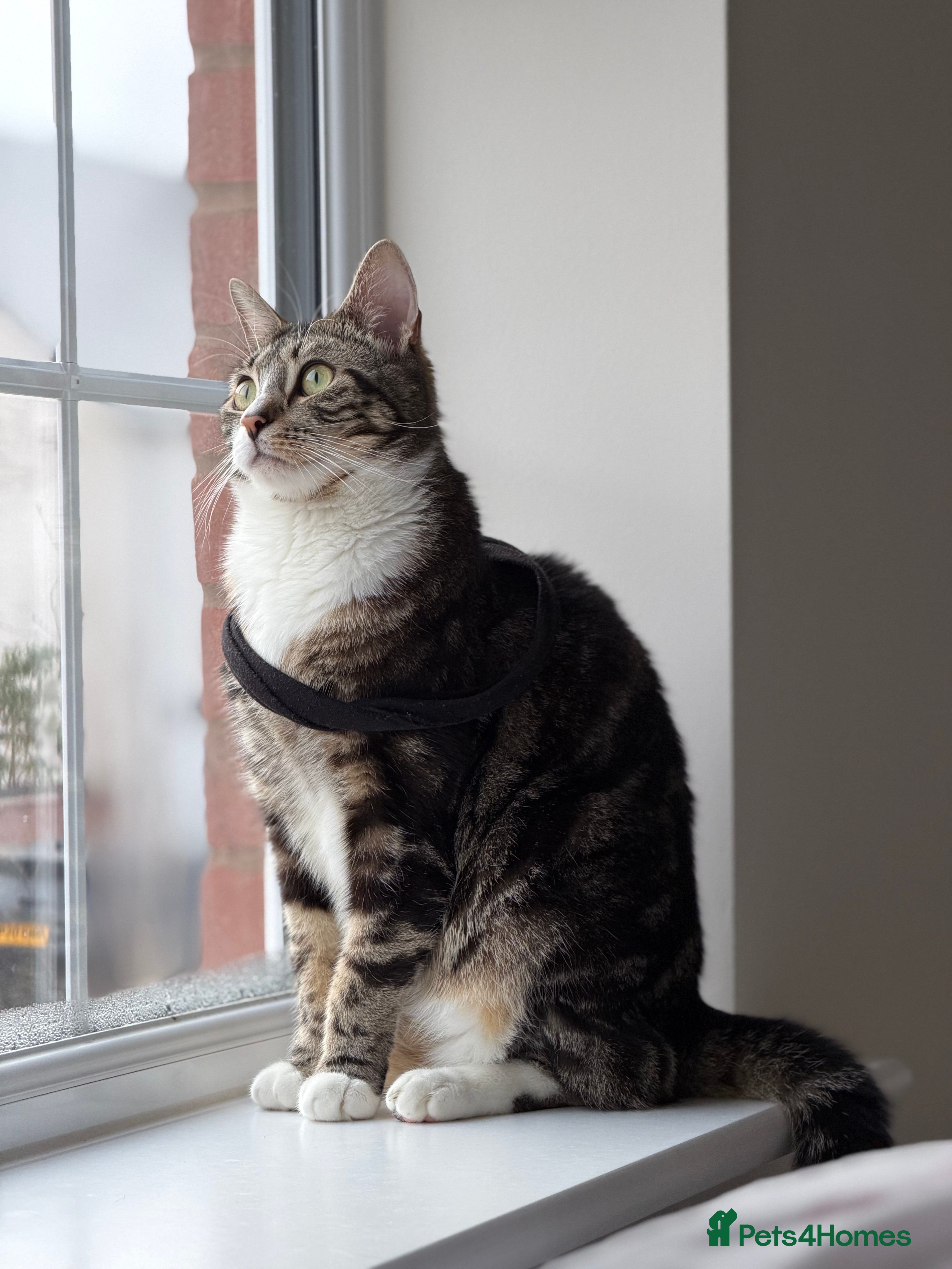 Mixed Breed cats Lovely Friendly Indoor Cat Looking for a New Home - Advert 1