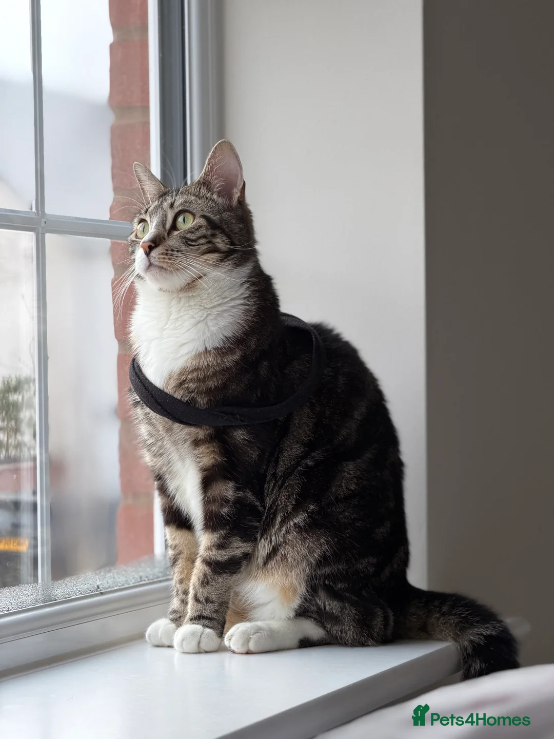 Mixed Breed cats for sale: Lovely Friendly Indoor Cat Looking for a New Home - Advert 1