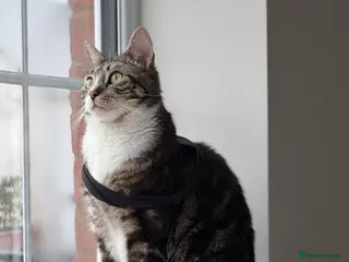 Mixed Breed cats Lovely Friendly Indoor Cat Looking for a New Home - Advert 2