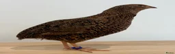 Quail poultry for sale: Gorgeous Rosetta Male Coturnix Japanese Quail - Advert 2