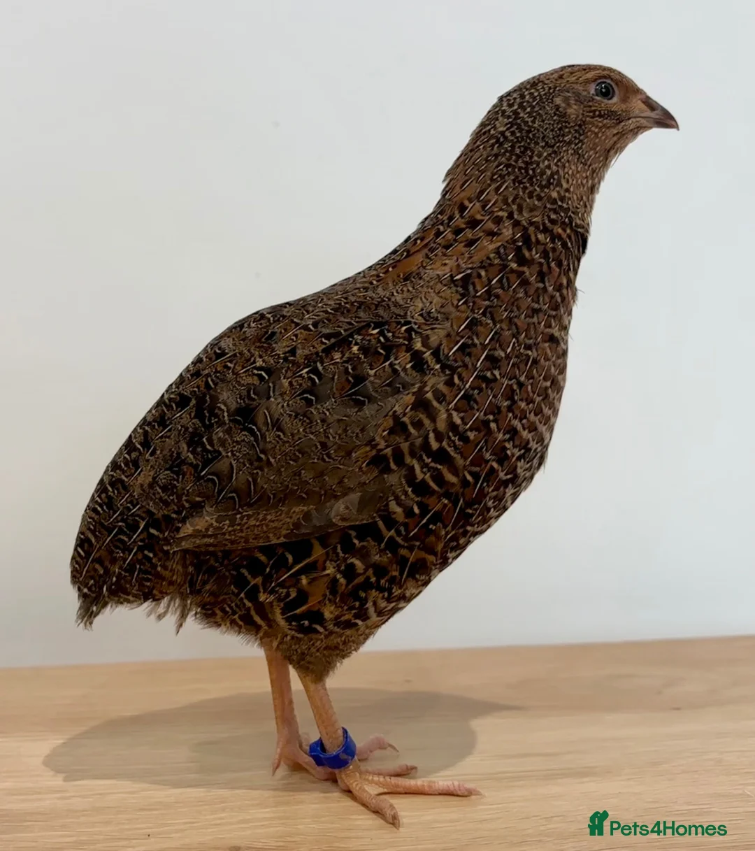 Quail poultry for sale: Gorgeous Rosetta Male Coturnix Japanese Quail - Advert 2