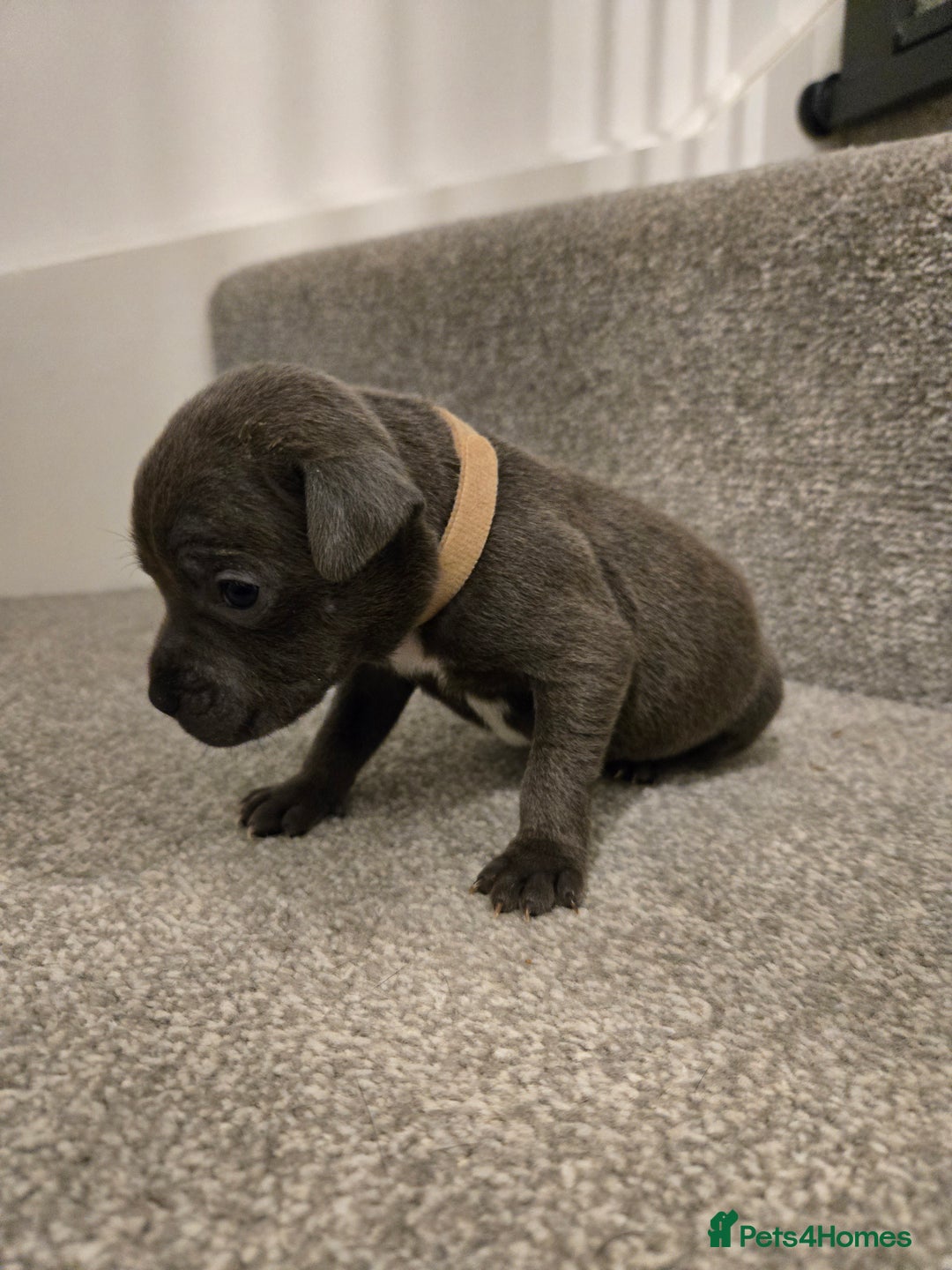 Staffordshire Bull Terrier dogs for sale: Blue Staffy Puppies 🐶 - Advert 28