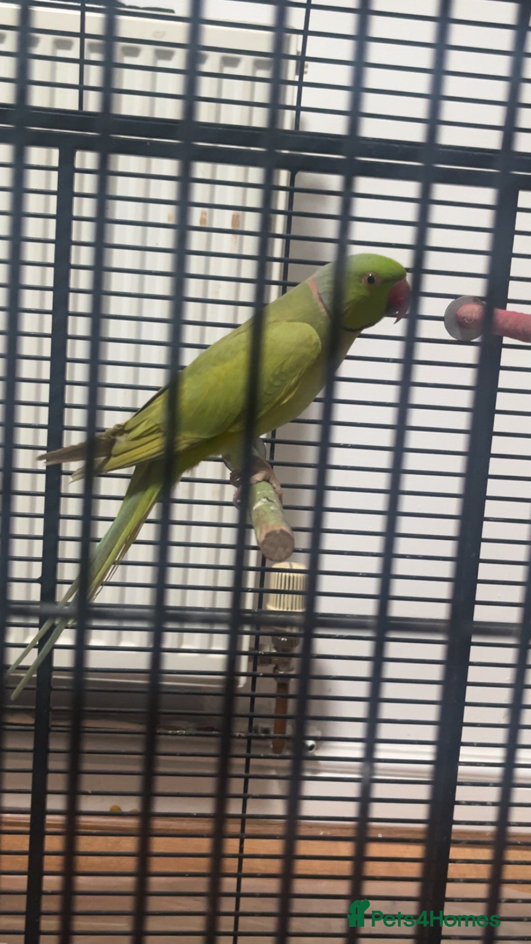 Ringnecks birds for sale: Ringneck for sale - Advert 4
