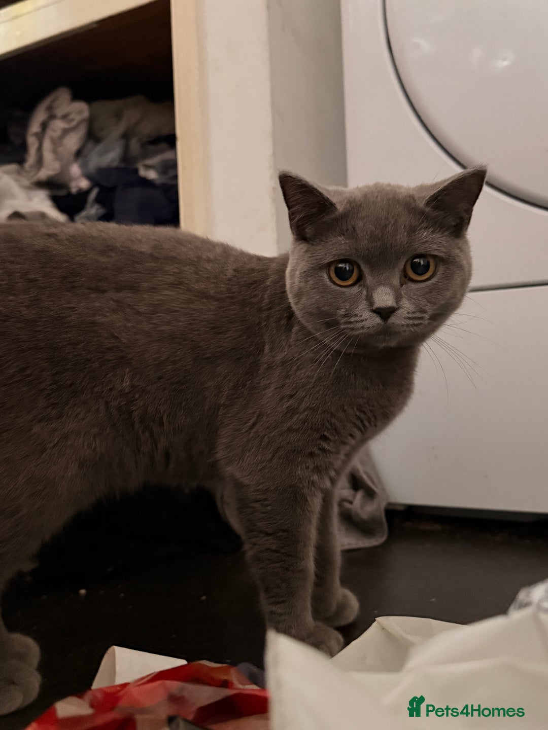 British Shorthair cats for sale: British shorthair female for sale  - Advert 2