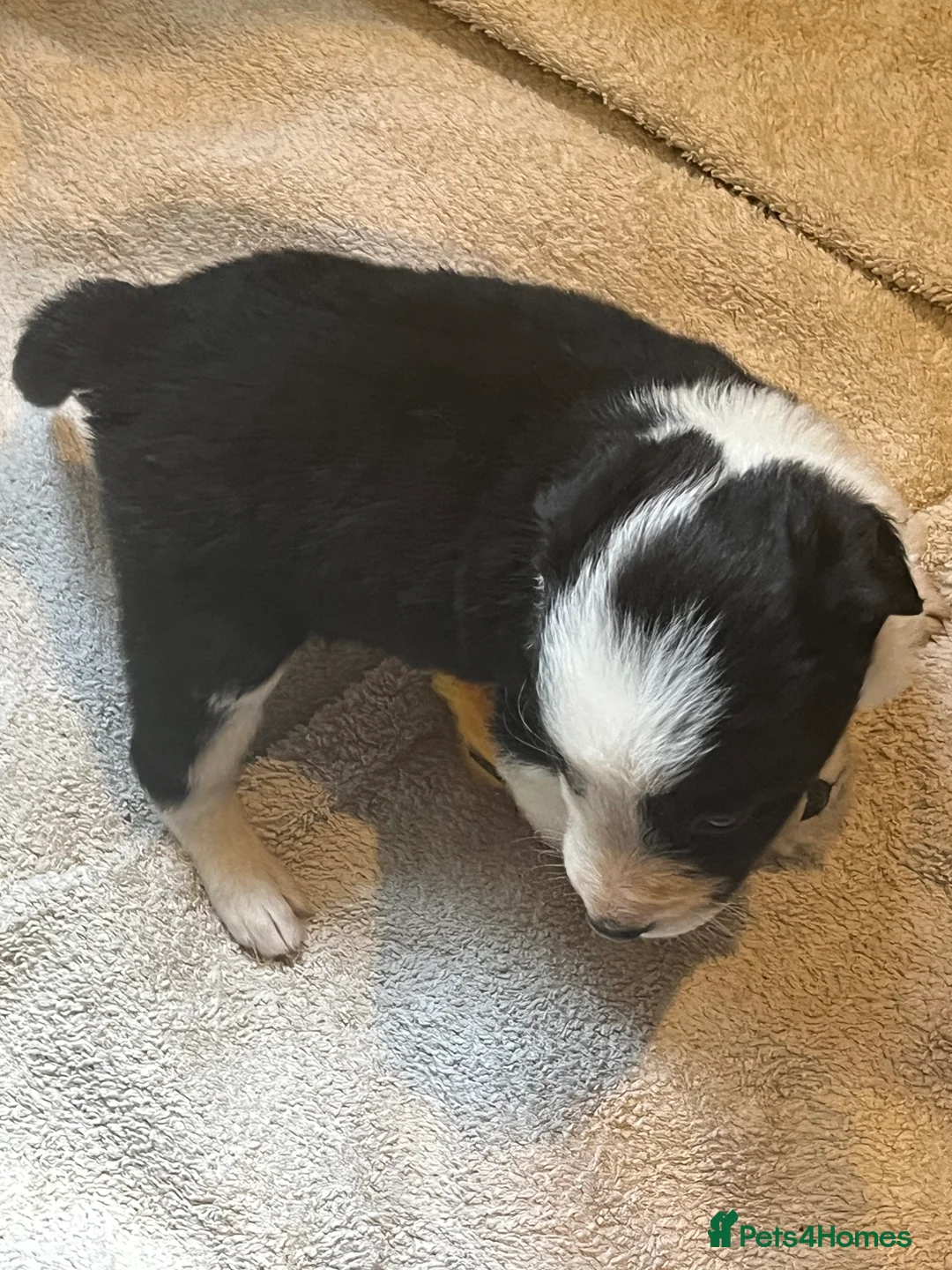 Border Collie dogs for sale: Border collie puppies, excellent litter!!  - Advert 6