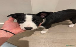 Border Collie dogs for sale: 2 Border Collie Pups for Sale (both bitches)  - Image 3