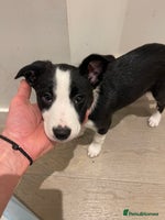 Border Collie dogs - Advert 5