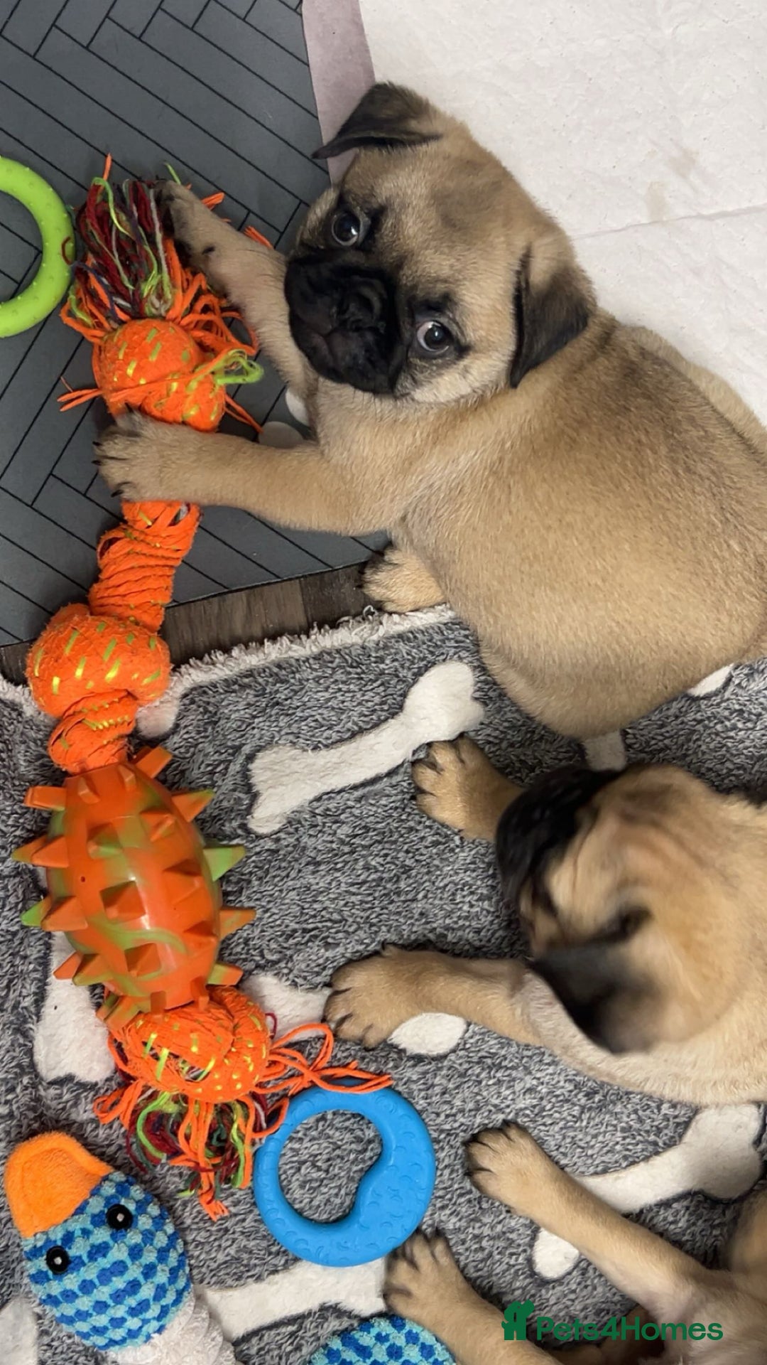 Pug dogs for sale: Pugs  - Image 6