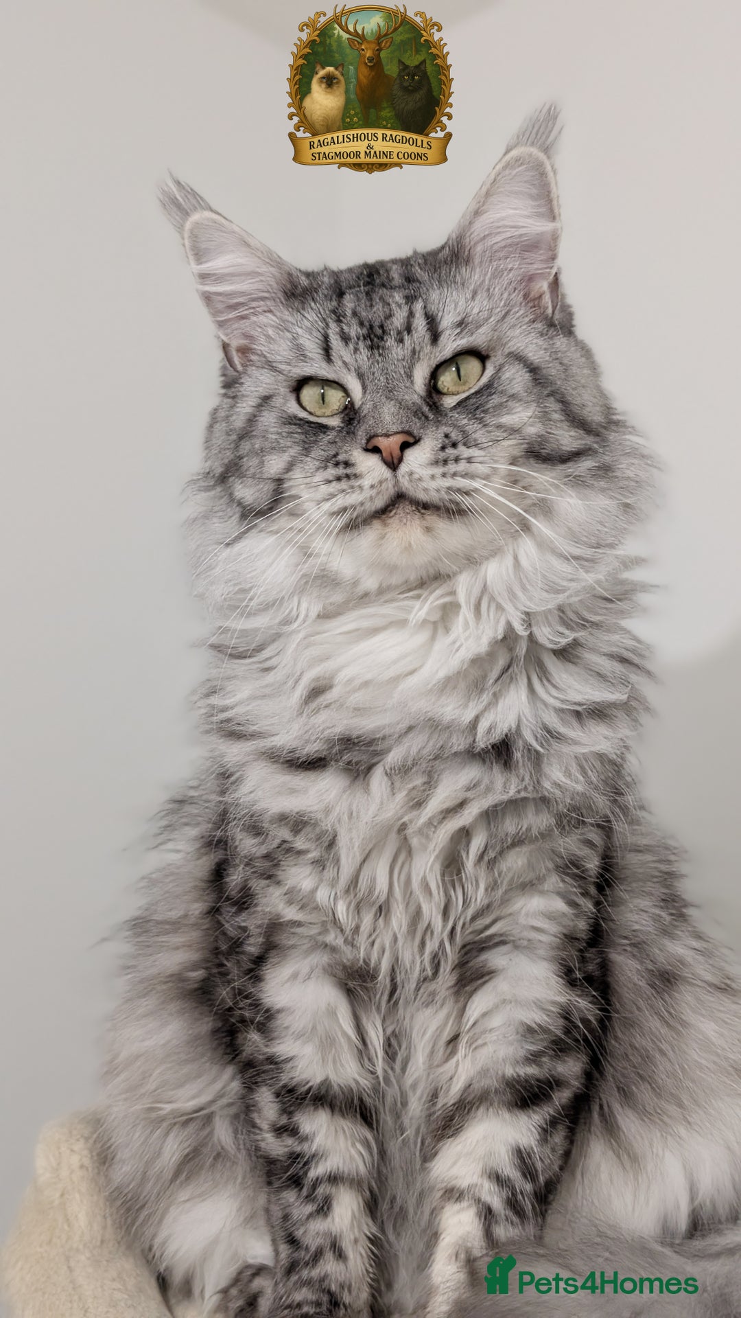 Maine Coon cats for stud: European Championship Carries Shaded GCCF & TICA - Advert 2