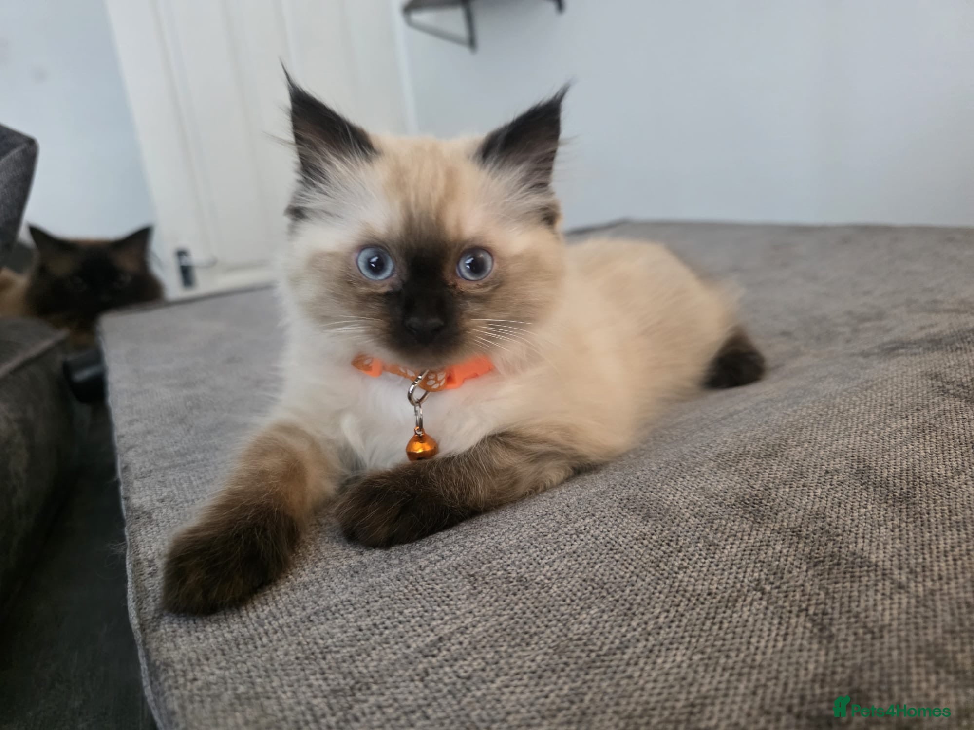 Ragdoll cats Kitten ragdoll for sale - Advert 12