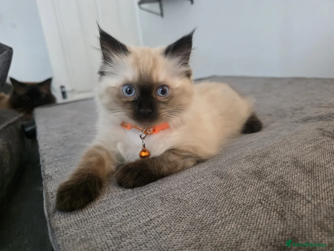 Ragdoll cats for sale: Kitten ragdoll for sale - Advert 2