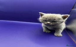 British Shorthair cats for sale: 🏆Grand Imperial Champion Sired GCCF Registered🏆  - Image 11