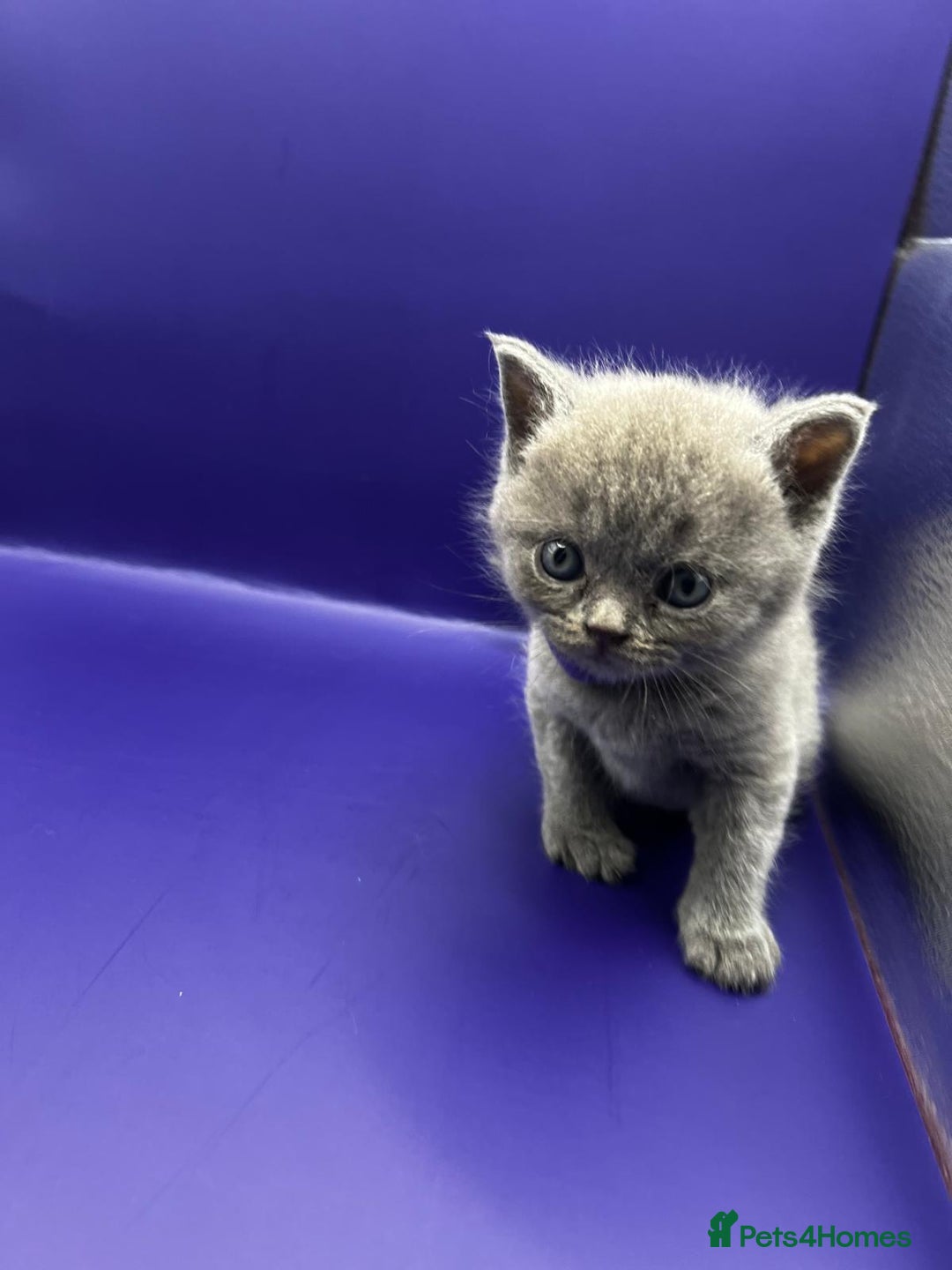 British Shorthair cats for sale: 🏆Grand Imperial Champion Sired GCCF Registered🏆  - Image 11