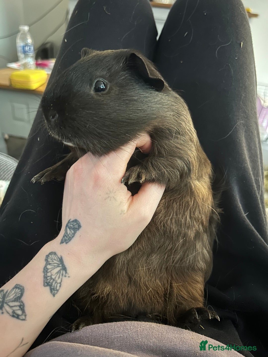 Guinea Pig rodents for sale: 2 male guniea pigs - Image 2