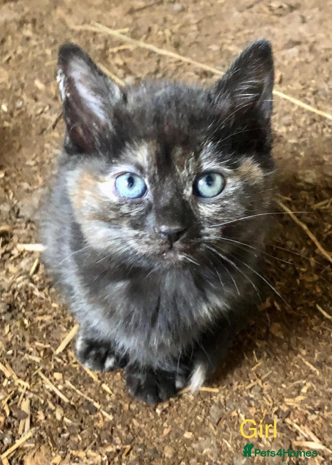 Mixed Breed cats for sale: Stunning kittens - Advert 2