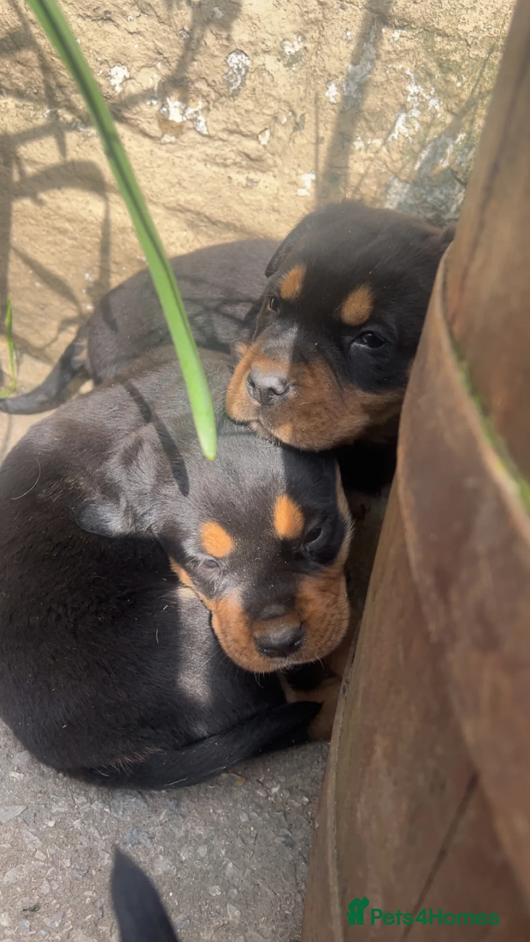 Rottweiler dogs for sale: Big chunky Rottweiler puppies  - Advert 7